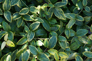 Foliage of periwinkle green plant close up