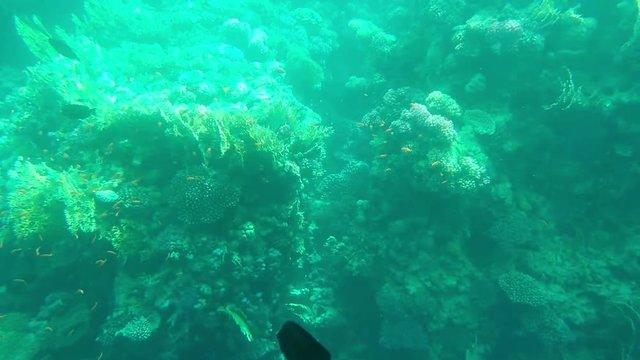 Underwater reef, slow motion