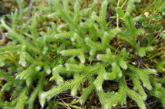 Lycopodium clavatum or lycopodiaceae green plant on ground