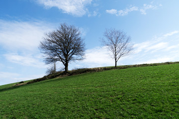 Fototapeta na wymiar Beautiful Trees at Hochsauerland / Germany