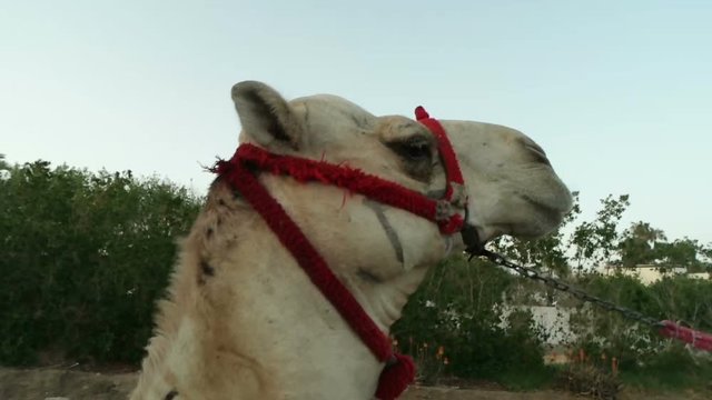 Muzzle of a walking camel, slow motion