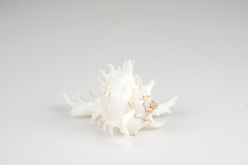 shell on the white background