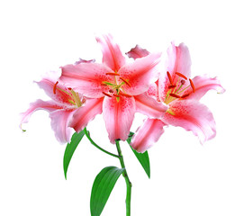 Fototapeta na wymiar beautiful pink lily on white background with clipping path
