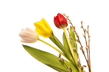 tulips