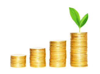 Savings, increasing columns of gold coins and green plant