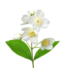 Obraz premium White flower (jasmine) isolated on white background.