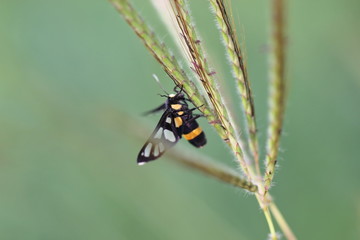 insect