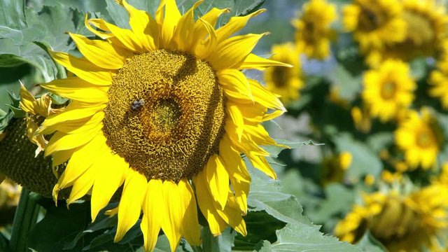 View of sunflower blowing in a lite breeze on a sunny day
