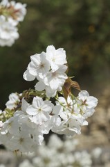 Fototapeta premium Prunus serrulata. Japanese cherry 'Tai Haku'.