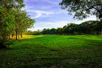 Tree with green meadow in public park