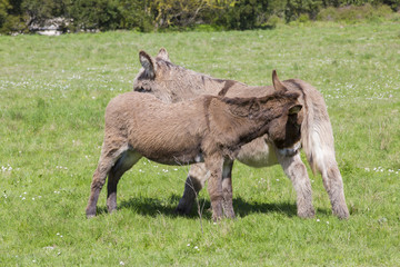 Couple d'ânes