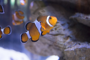 clownfish in aquarium