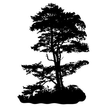 Silhouette of a tree on a white background. Pine. Vector.