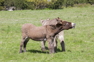 Couple d'ânes