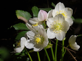 Schneerosen ( Christrosen, Weihnachtsrosen, Schwarze Nieswurz) (Helleborus niger)