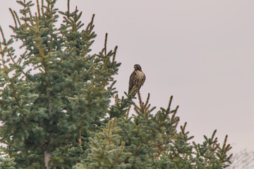 Hawk