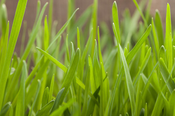 Grass e background