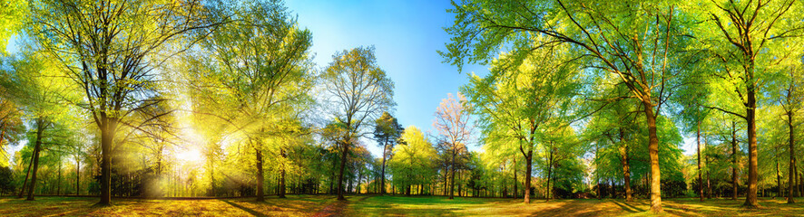 Herrliche Panorama-Frühlingslandschaft mit der Sonne, die das frische grüne Laub wunderschön beleuchtet