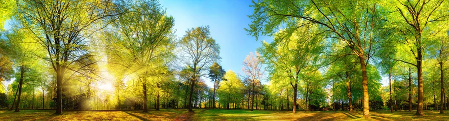 Foto auf Acrylglas Frühling Herrliche Panorama-Frühlingslandschaft mit der Sonne, die das frische grüne Laub wunderschön beleuchtet