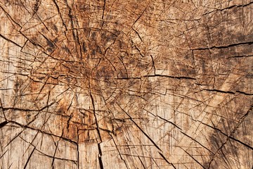 Fototapeta premium Wooden background rings. Detailed view of the structure of wood.