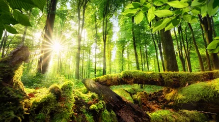 Poster Grüne Waldlandschaft mit der Sonne, die schöne Strahlen durch das Laub wirft, moosiges Bauholz im Vordergrund © Smileus