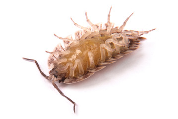  Woodlice (Porcellio scaber) isolated
