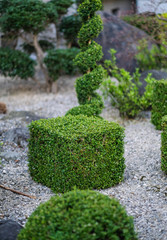 Formschnitt im Garten