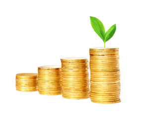 Savings, increasing columns of gold coins and green plant