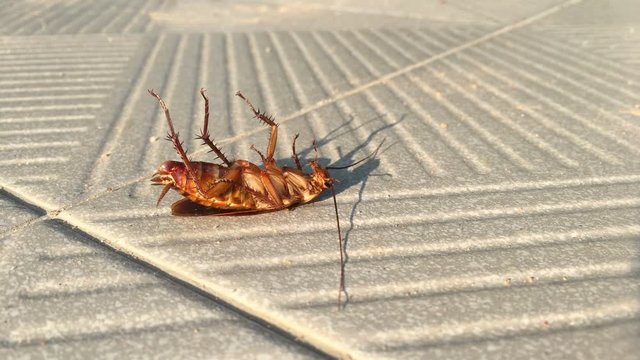 Close up cockroach moving before dying, uhd 4k 3840x2160.
