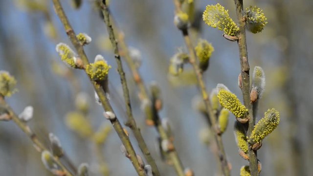 Pussy willow branches (Salix caprea) in early spring. 