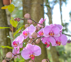 Fototapeta na wymiar Orchids in Orlando, Florida