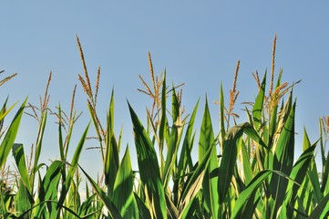 Naklejka premium corn field