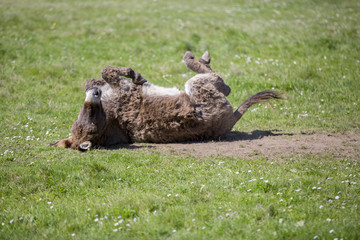 Ane en train de se rouler par terre