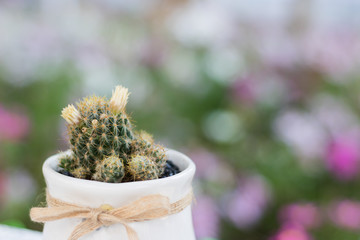 Close up cactus in white little flowerpot with nature bokeh background.