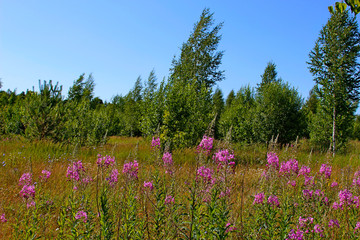 Summer meadow with purple flowers and blue sky