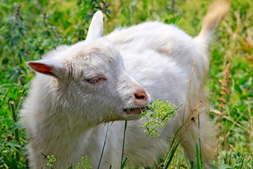 Obraz premium Young goat is eating grass in a meadow