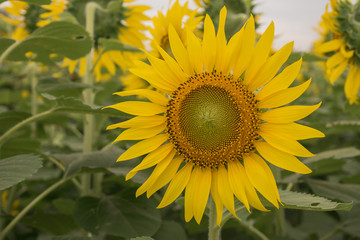 Sunflower pollen.