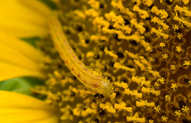Insect pollination in sunflower ,select focus.