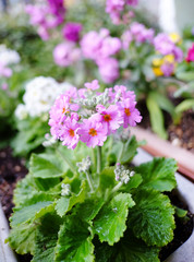 Primula sieboldii flower