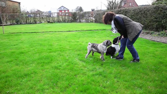 Cinemagraph - woman with two dogs.