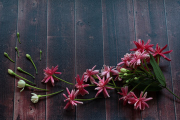 Rangoon creeper ,Flowers light to cause the blessing of Taurus.