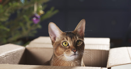 young abyssinian cat sitting in cardboard box, 4k photo