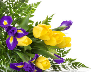 bunch of yellow tulips and blue irises on white background