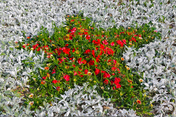 Red-green flowers in the shape of a star against the background of white cineraria leaves