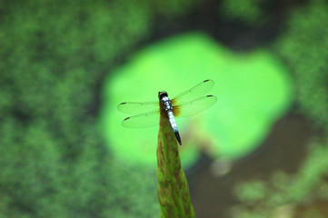 close up on dragonfly stop on top of lotus leaf