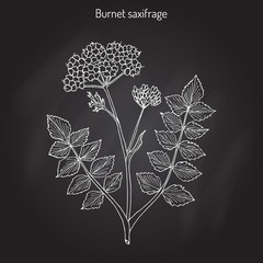 Solidstem burnet saxifrage Pimpinella saxifraga - medicinal plant