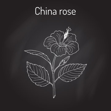 China rose Hibiscus rosa-sinensis , or shoeblackplant - flowering plant
