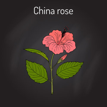 China rose Hibiscus rosa-sinensis , or shoeblackplant - flowering plant