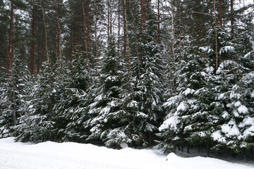 Winter forest near the road full of snow in Russian North 