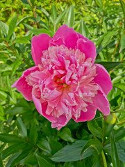 Obraz premium Flowering of pink peony against the background of a lawn